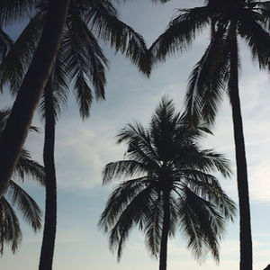 Meet your Posher, Maya